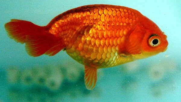 <a title="Michelle Jo, CC0, via Wikimedia Commons" href="https://commons.wikimedia.org/wiki/File:Eggfish.jpg"><img decoding=
