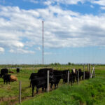 ChristieAmandaDawn_CowTowers_2013